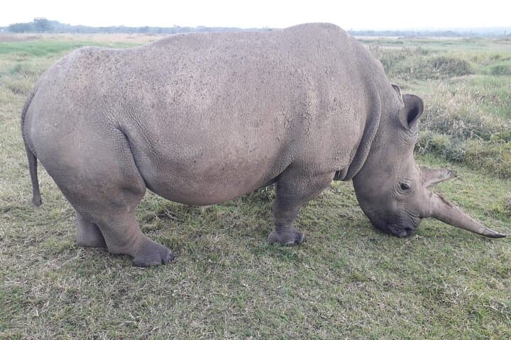 Two-Day Amboseli Safari with Kilimanjaro Views: Wildlife, Elephants & Birding photo 4