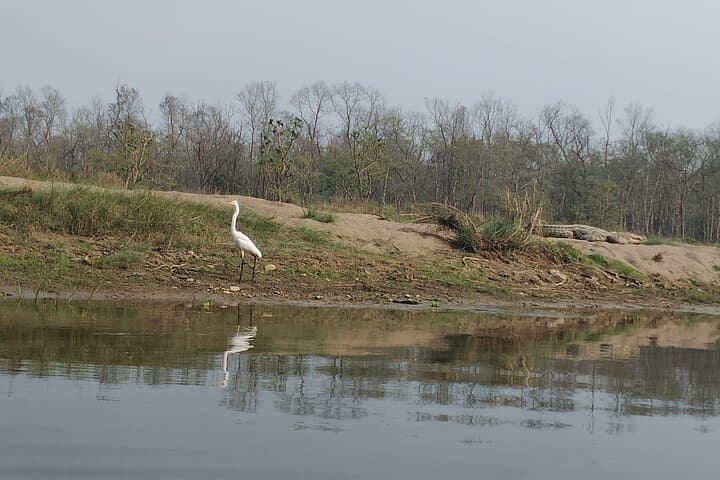 3-Hour Birdwatching in Pokhara — Phewa Lake Wetlands & Stupa Trails photo 4