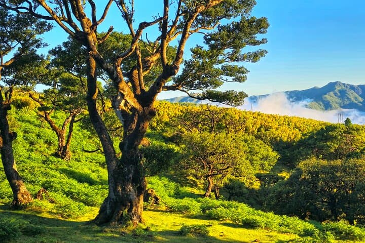 Sunrise at Pico do Arieiro: Levadas, 25 Fontes & Fanal Forest photo 3