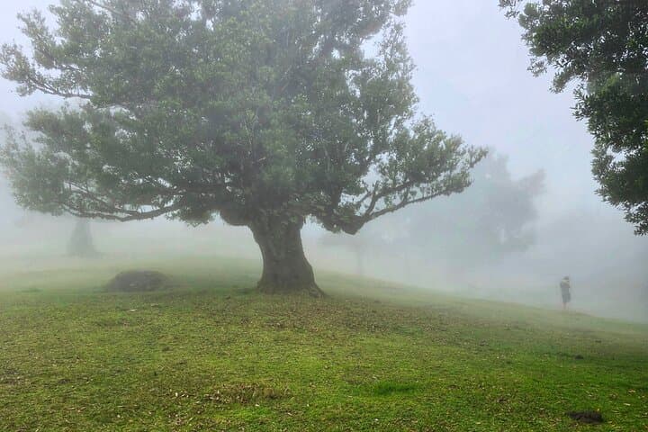 Sunrise at Pico do Arieiro: Levadas, 25 Fontes & Fanal Forest photo 6