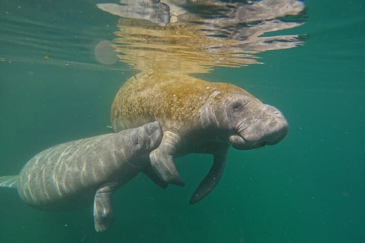 Classic Crystal River Manatee Swim: Guided Snorkel with Free Photos photo 2