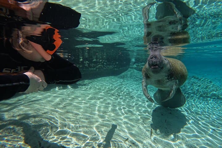 Classic Crystal River Manatee Swim: Guided Snorkel with Free Photos photo 3