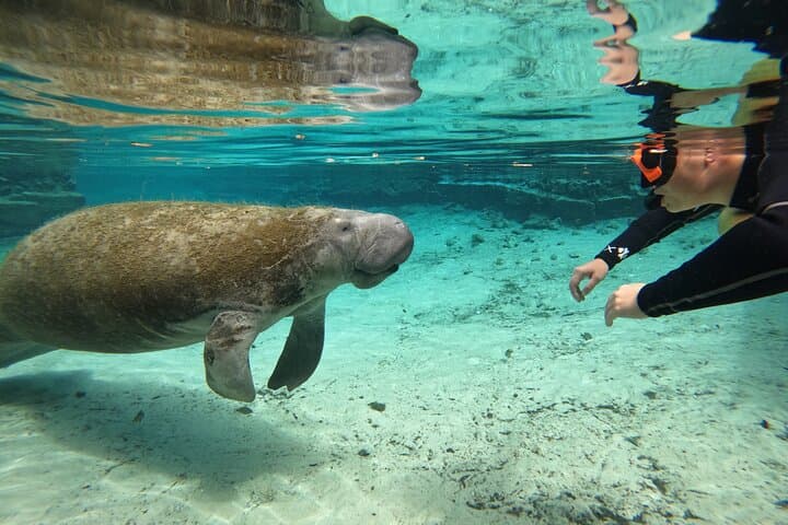 Classic Crystal River Manatee Swim: Guided Snorkel with Free Photos