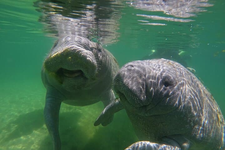 Classic Crystal River Manatee Swim: Guided Snorkel with Free Photos photo 4