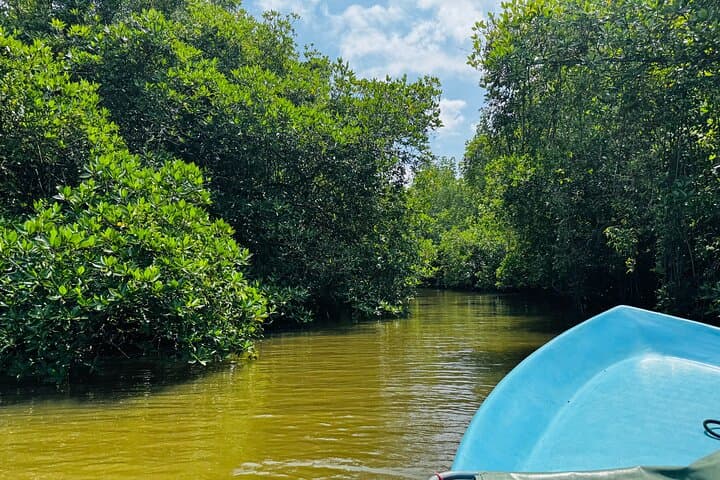 Colombo to Galle Day Tour: Galle Fort, Madu River Safari & Kosgoda Turtle Hatchery photo 3