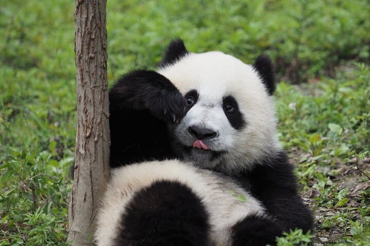 Chengdu Panda Base and Leshan Giant Buddha: One-Day Private Tour from Chengdu photo 3