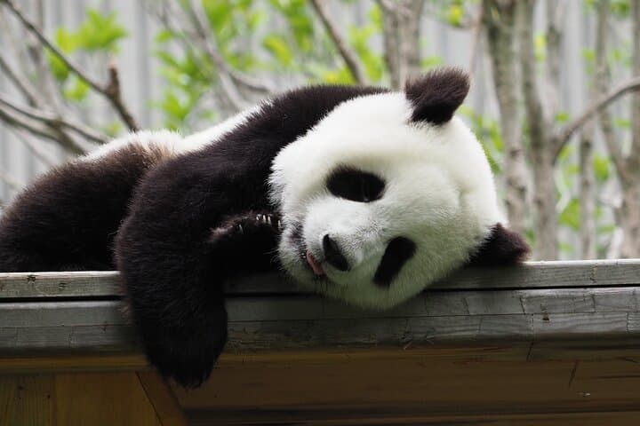 Chengdu Panda Base and Leshan Giant Buddha: One-Day Private Tour from Chengdu photo 2
