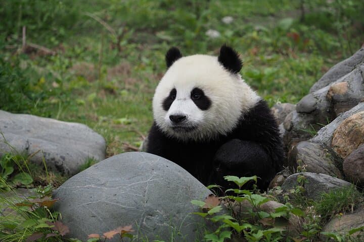 Chengdu Panda Base and Leshan Giant Buddha: One-Day Private Tour from Chengdu