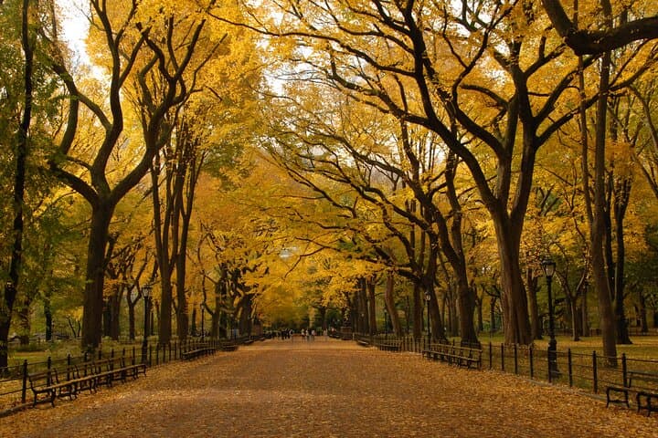 Official Central Park Walking Tour: Iconic Sights & 90-Minute History Walk photo 5