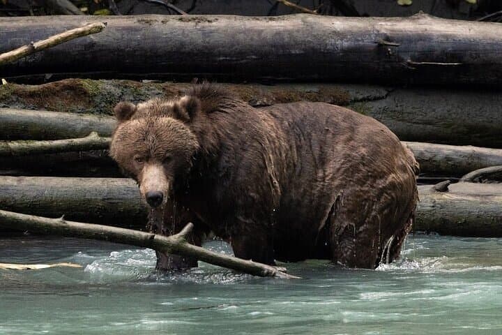 Toba Bears: Grizzly Viewing & Klahoose Wilderness Cruise from Campbell River