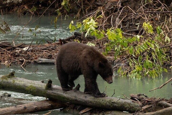 Toba Bears: Grizzly Viewing & Klahoose Wilderness Cruise from Campbell River photo 2