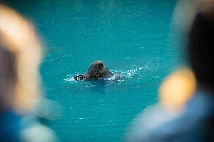 Toba Bears: Grizzly Viewing & Klahoose Wilderness Cruise from Campbell River photo 4