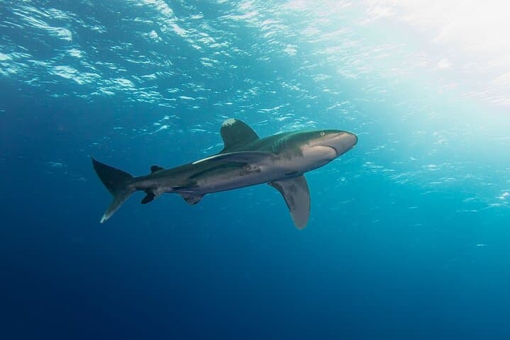 Elphinstone Reef Dive Marsa Alam: Advanced Dive with Oceanic Whitetips photo 5