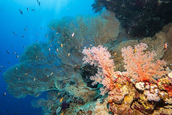 Elphinstone Reef Dive Marsa Alam: Advanced Dive with Oceanic Whitetips photo 6