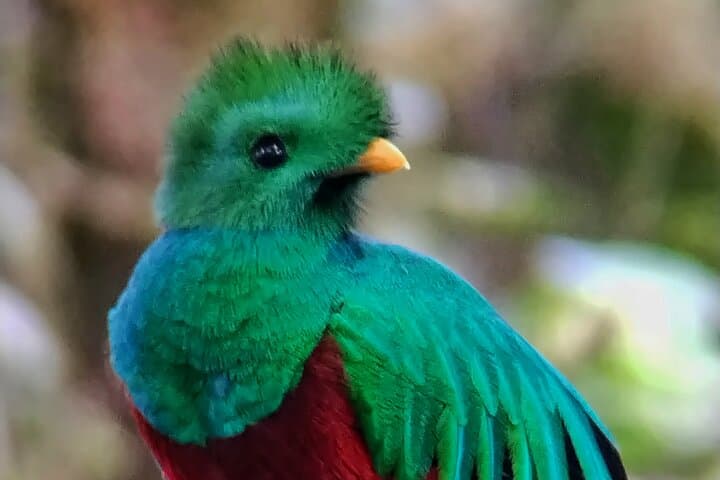 Monteverde Cloud Forest Guided Walk — Quetzal, Bellbird & Hummingbird Garden photo 4