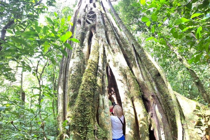 Monteverde Cloud Forest Guided Walk — Quetzal, Bellbird & Hummingbird Garden photo 3
