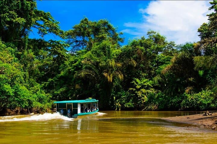 Puerto Limón Sloth & Tortuguero Canal Day Tour: Cahuita Wildlife Walk and Boat Safari photo 2