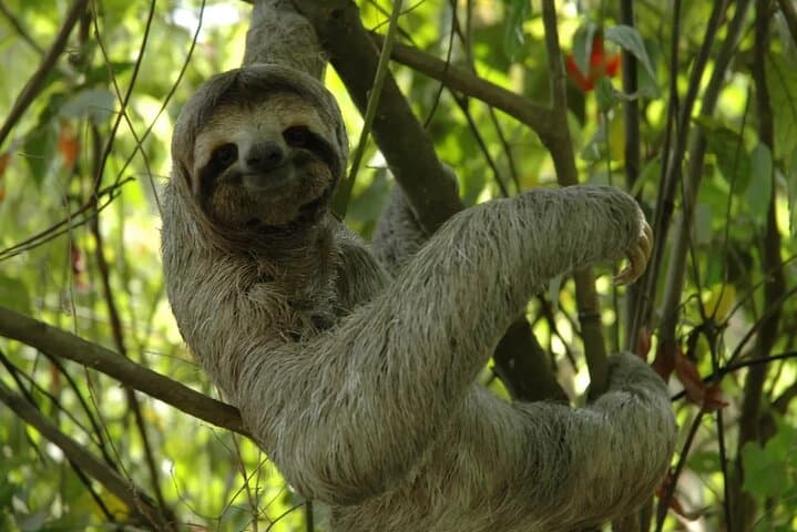 Puerto Limón Sloth & Tortuguero Canal Day Tour: Cahuita Wildlife Walk and Boat Safari