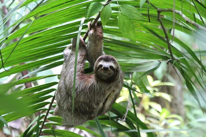Puerto Limón Sloth & Tortuguero Canal Day Tour: Cahuita Wildlife Walk and Boat Safari photo 3