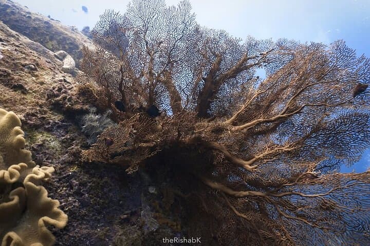 Racha Yai 3-Dive Adventure from Phuket — Certified Divers Only photo 3