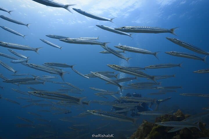 Racha Yai 3-Dive Adventure from Phuket — Certified Divers Only photo 5