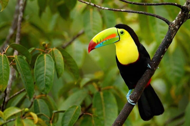 Puerto Limón Sloth & Tortuguero Canal Day Tour: Cahuita Wildlife Walk and Boat Safari photo 6