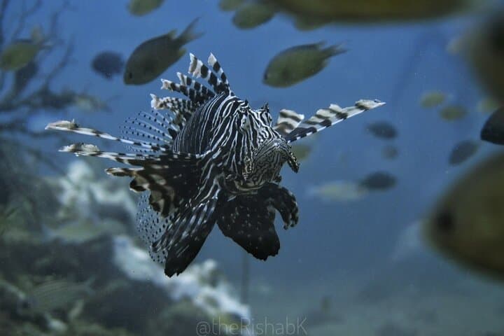 Dive the King Cruiser Wreck: Phuket 3-Dive Day Trip with Hotel Pickup photo 4