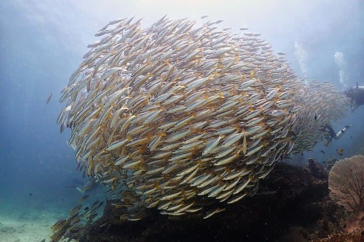 Dive the King Cruiser Wreck: Phuket 3-Dive Day Trip with Hotel Pickup photo 6