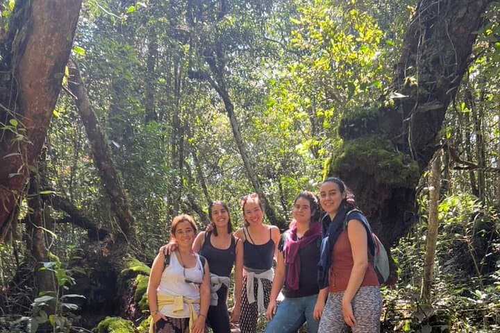 Mossy Forest & BOH Tea Plantation Half-Day Tour — Cameron Highlands photo 2
