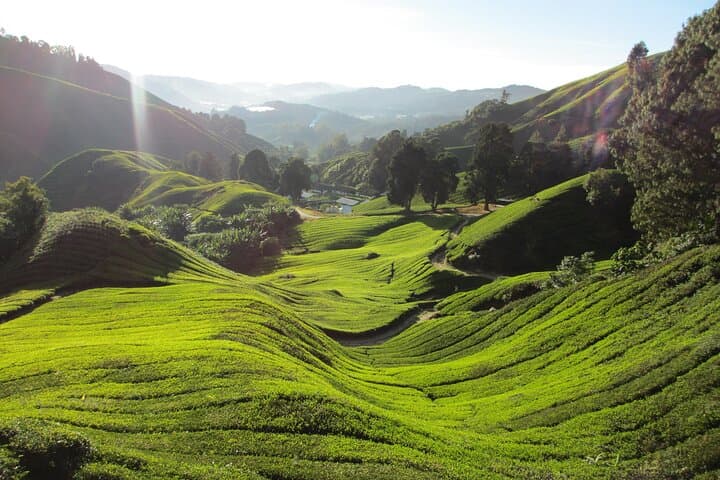 Mossy Forest & BOH Tea Plantation Half-Day Tour — Cameron Highlands photo 5