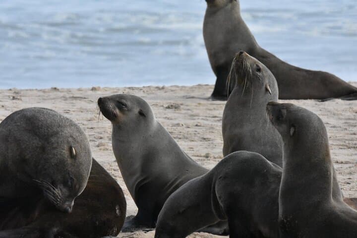 Seal Kayaking and Sandwich Harbour Dune Tour, Walvis Bay photo 5