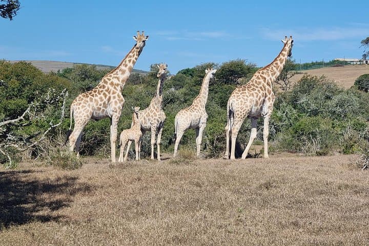 Full-Day Addo Elephant Park Safari and Giraffe Walk from Port Elizabeth photo 4