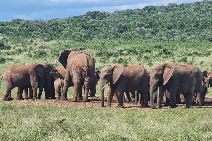 Full-Day Addo Elephant Park Safari and Giraffe Walk from Port Elizabeth photo 3
