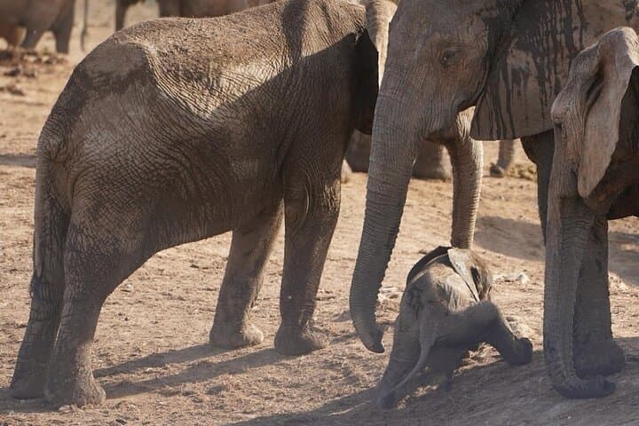 Pilanesberg Full-Day Game Drive from Johannesburg — Big Five Safari in a Volcanic Reserve photo 2