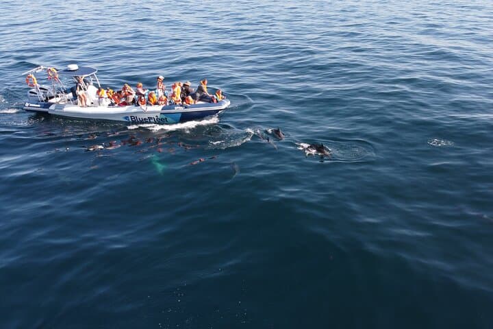High-Seas Dolphin Quest: 90-Minute RIB Trip from Lagos Marina photo 2