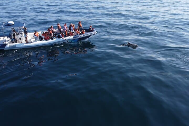 High-Seas Dolphin Quest: 90-Minute RIB Trip from Lagos Marina photo 3