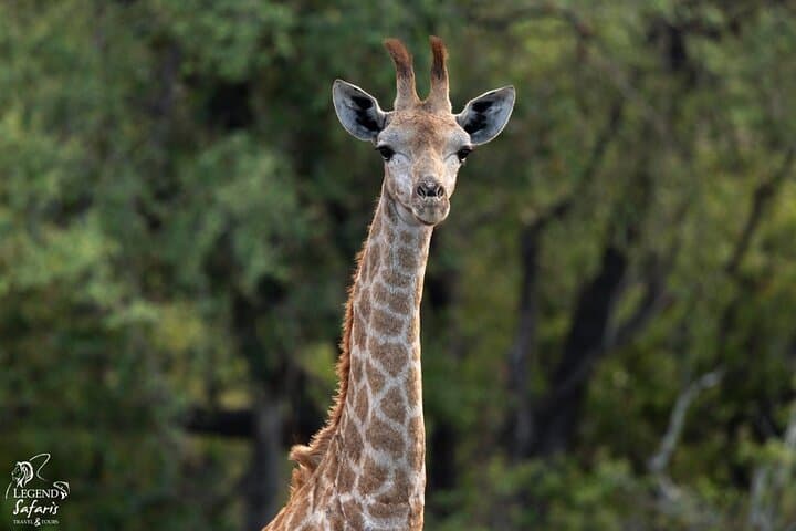 Half-Day Kruger Safari from Malelane & Komatipoort — Big 5 Morning Drive photo 2
