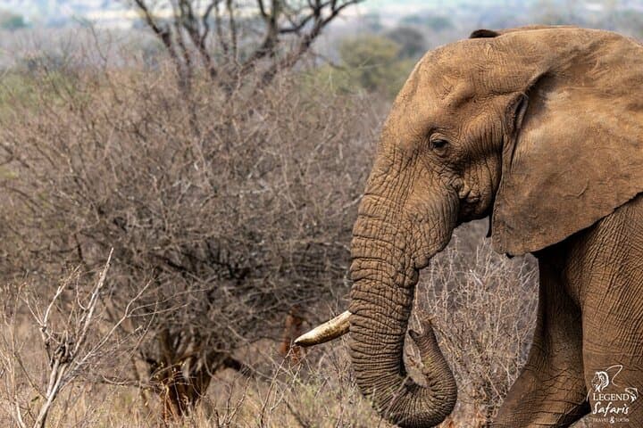 Half-Day Kruger Safari from Malelane & Komatipoort — Big 5 Morning Drive photo 3