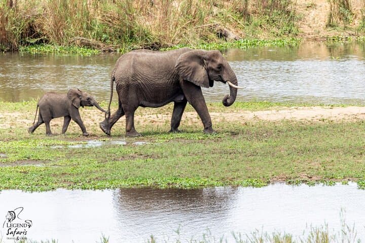 Half-Day Kruger Safari from Malelane & Komatipoort — Big 5 Morning Drive photo 4