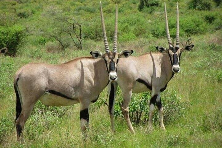 3-Day Private Safari in Samburu National Reserve — Game Drives, Culture & River Life
