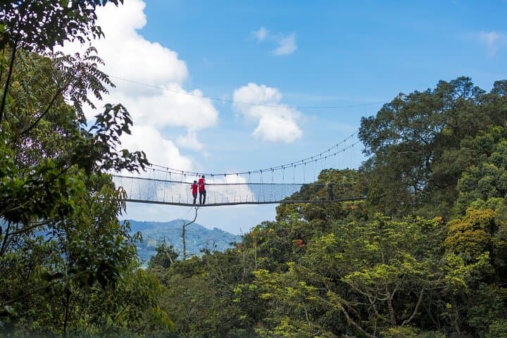 Two-Day Nyungwe National Park: Canopy Walks, Waterfalls & Primate Treks