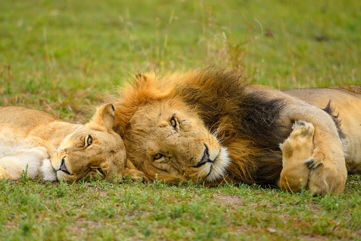 10-Day Bush and Beach Safari from Nairobi — Samburu to Diani Beach photo 5