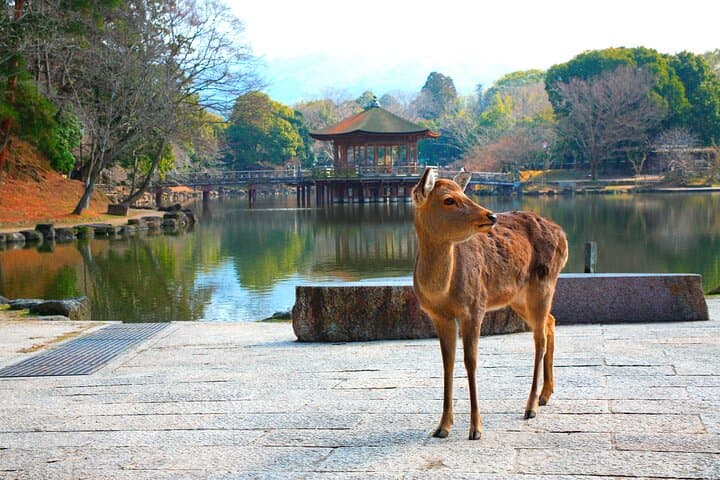 Kyoto to Nara, Osaka & Kobe Full-Day Tour — Deer, Temples & Dotonbori