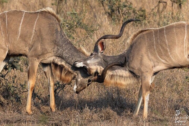 Full-Day Kruger Safari from Malelane & Komatipoort — Big 5, Cheetah and Wild Dog photo 3