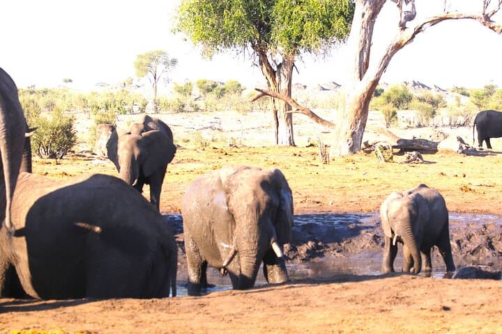 Seven-Day Safari: Victoria Falls, Chobe & Okavango Delta Adventure photo 3