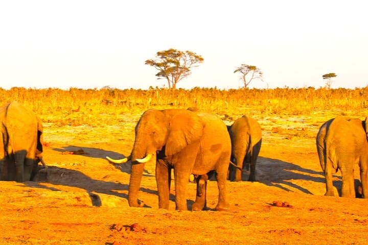 Seven-Day Safari: Victoria Falls, Chobe & Okavango Delta Adventure photo 4