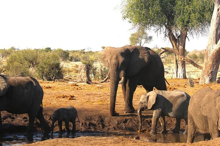 Seven-Day Safari: Victoria Falls, Chobe & Okavango Delta Adventure photo 5