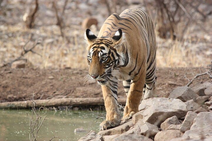Ranthambore Day Safari from Jaipur — Jeep & Canter Wildlife Experience photo 5