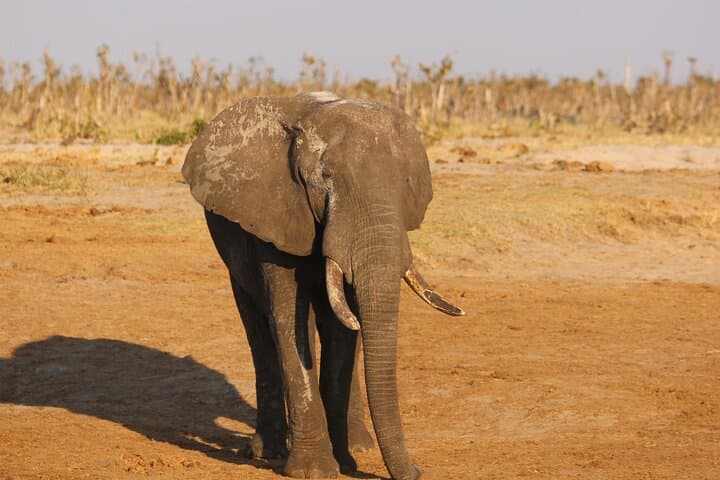 Seven-Day Safari: Victoria Falls, Chobe & Okavango Delta Adventure photo 6