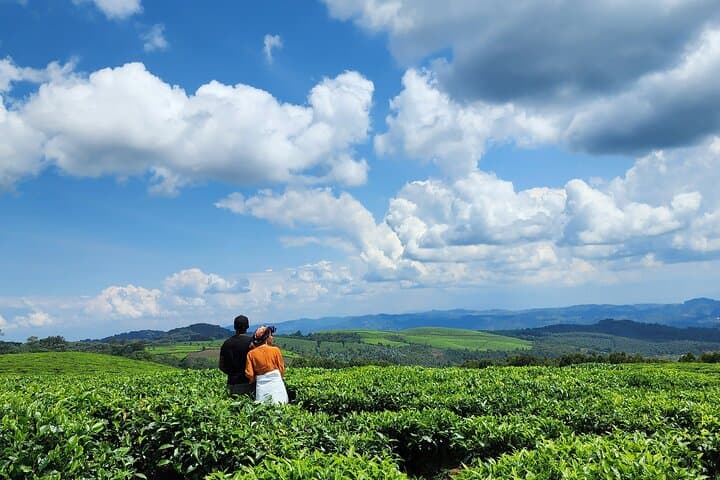 Best of Rwanda: 8-Day Gorilla Trek, Nyungwe Canopy & Lake Kivu Safari